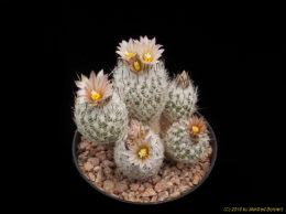 Turbinicarpus zaragosae 2422